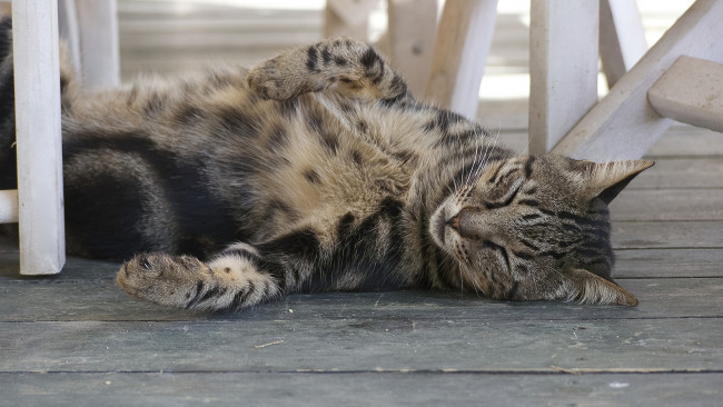 Обои картинки фото животные, коты, сон, отдых