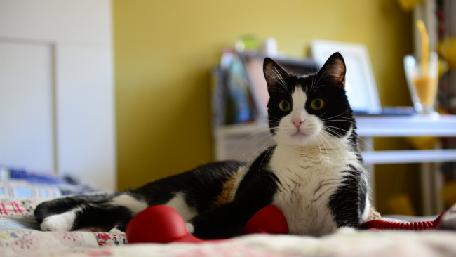 Обои картинки фото животные, коты, стакан, трубка, телефон, отдых