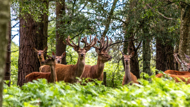 Обои картинки фото животные, олени, рога
