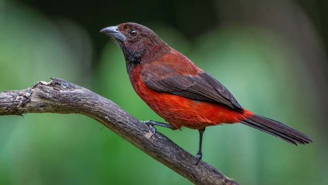 Обои картинки фото животные, птицы, птичка