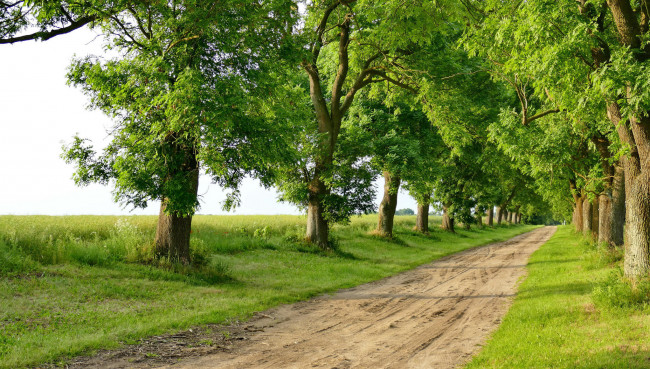 Обои картинки фото природа, дороги, дорога, деревья
