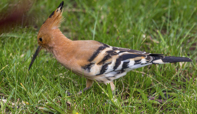 Обои картинки фото животные, удоды, птичка