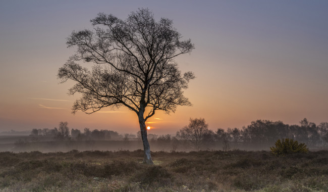 Обои картинки фото природа, деревья, простор