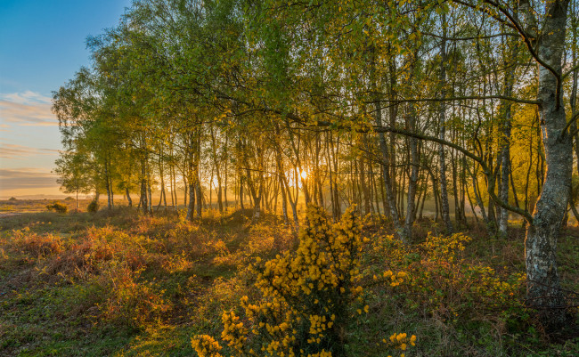 Обои картинки фото природа, лес, рассвет