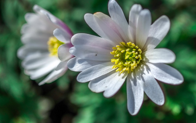 Обои картинки фото цветы, лепестки, макро, размытость