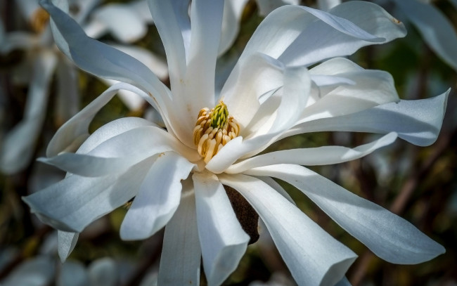 Обои картинки фото цветы, магнолии, магнолия, цветение, белые, весна