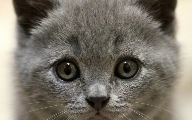 Обои картинки фото животные, коты, морда, взгляд, котенок