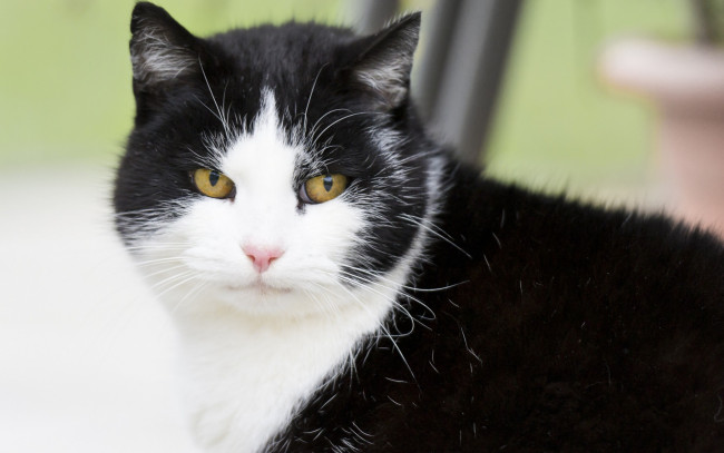 Обои картинки фото животные, коты, взгляд, морда