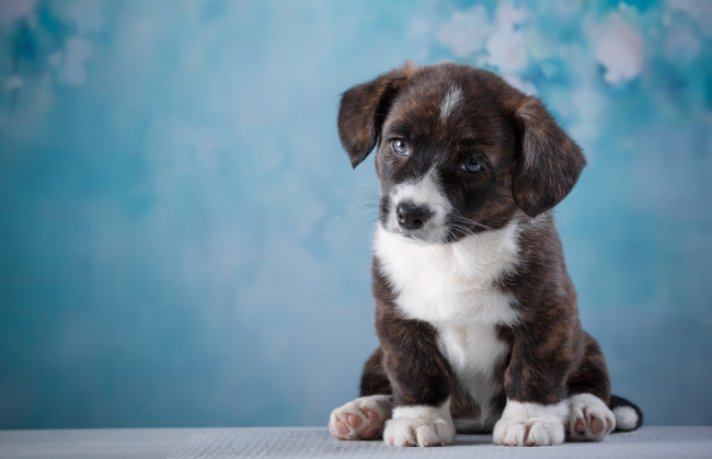 Обои картинки фото животные, собаки, щенок, взгляд, собака, глаза, морда