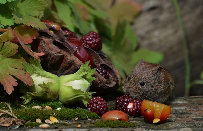 Обои картинки фото животные, крысы,  мыши, мышка