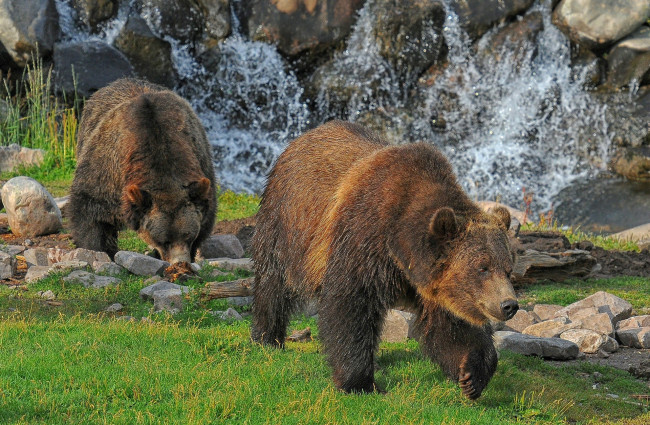 Обои картинки фото животные, медведи, косолапый
