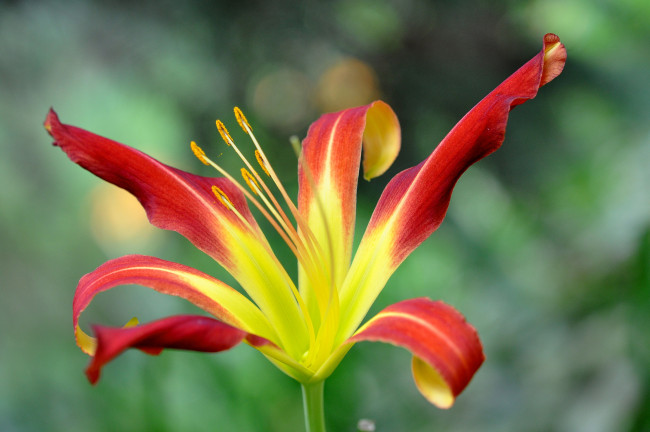 Обои картинки фото цветы, лилии,  лилейники, лилия, лепестки, цветок