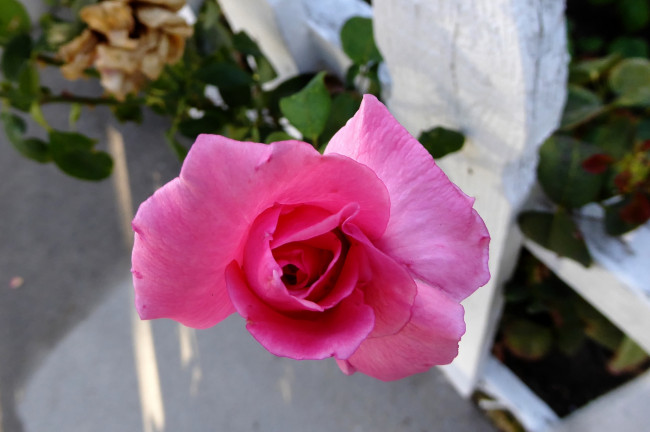 Обои картинки фото цветы, розы, розовый, бутон