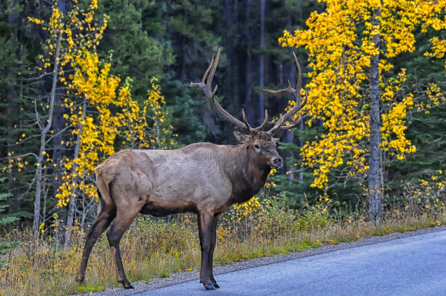 Обои картинки фото животные, олени, олень