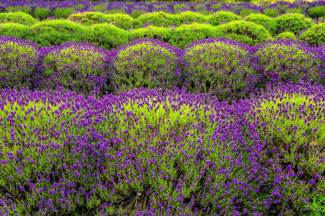 Обои картинки фото цветы, лаванда, клумба, узор