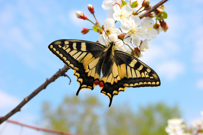 Обои картинки фото махаон, животные, бабочки,  мотыльки,  моли, бабочка