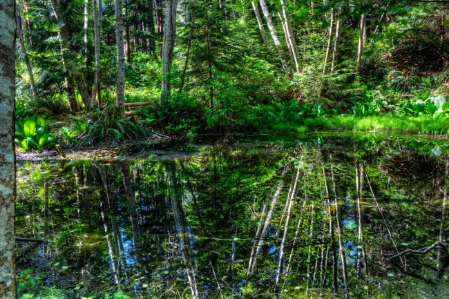 Обои картинки фото природа, реки, озера, река, лес