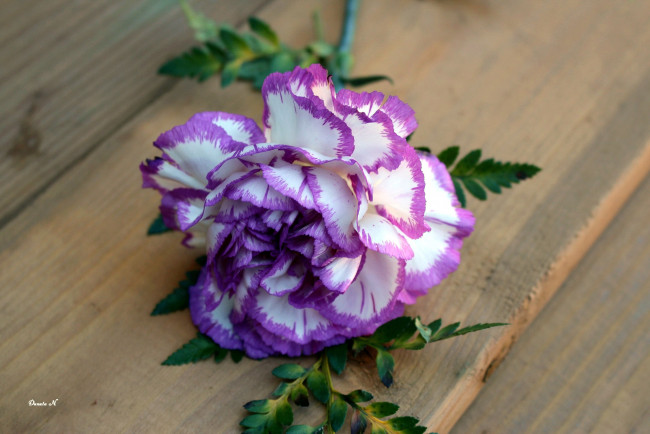 Обои картинки фото цветы, гвоздики, двухцветная, гвоздика, одиночка