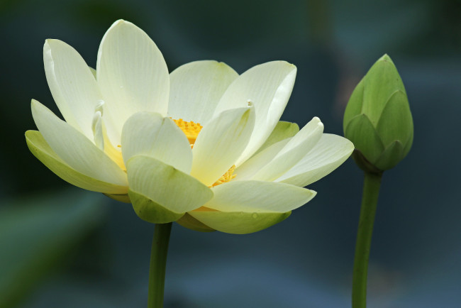 Обои картинки фото цветы, лотосы, жёлтый