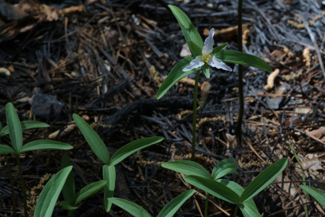 Обои картинки фото цветы, луговые , полевые,  цветы, маленький