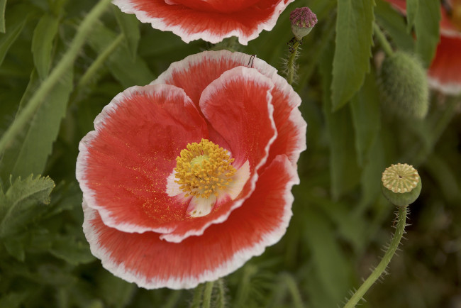 Обои картинки фото цветы, маки, лепестки