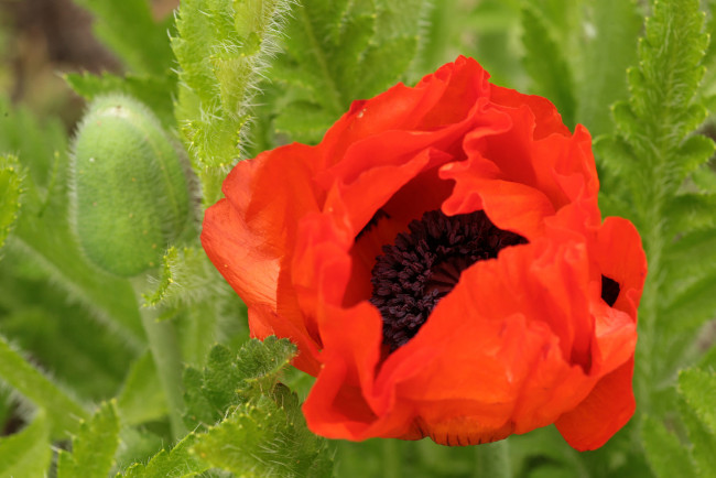 Обои картинки фото цветы, маки, лето, мак, красный, лепестки, листья, бутоны