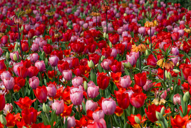 Обои картинки фото цветы, тюльпаны, бутоны, цветение, яркость, лепестки, листья