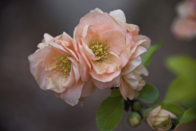 Обои картинки фото цветы, весна, фон, макро, цветение, природа, ветка