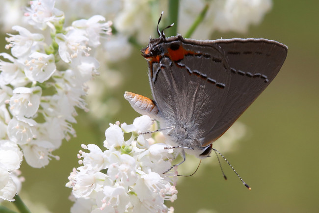Обои картинки фото животные, бабочки,  мотыльки,  моли, бабочка