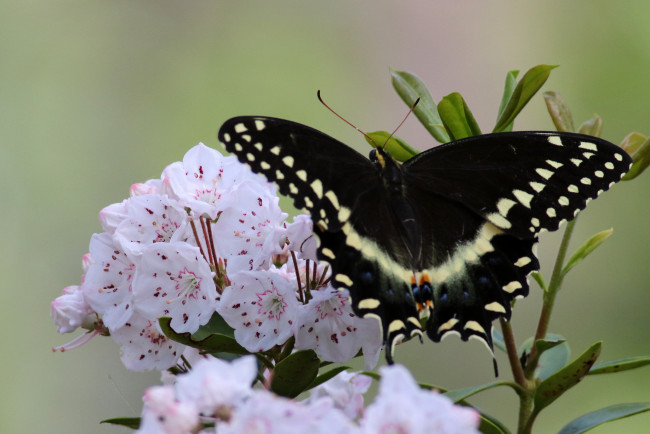 Обои картинки фото животные, бабочки,  мотыльки,  моли, бабочка