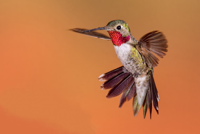 Обои картинки фото животные, колибри, птичка