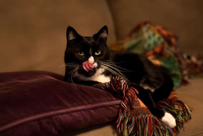 Обои картинки фото животные, коты, плед, подушка, диван, покрывало
