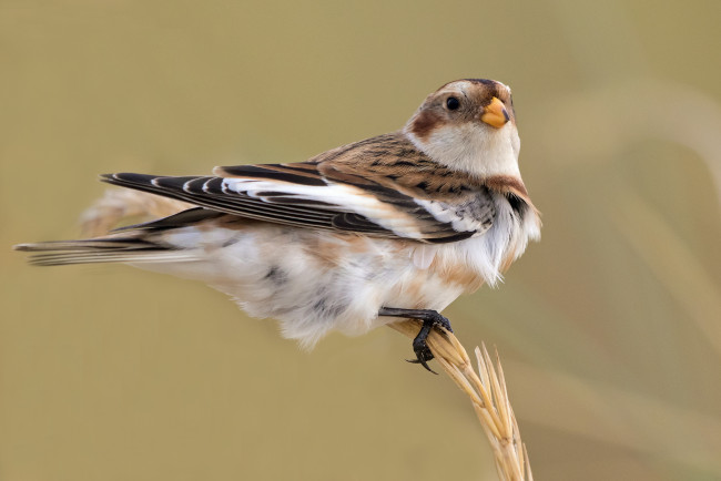 Обои картинки фото животные, птицы, птичка