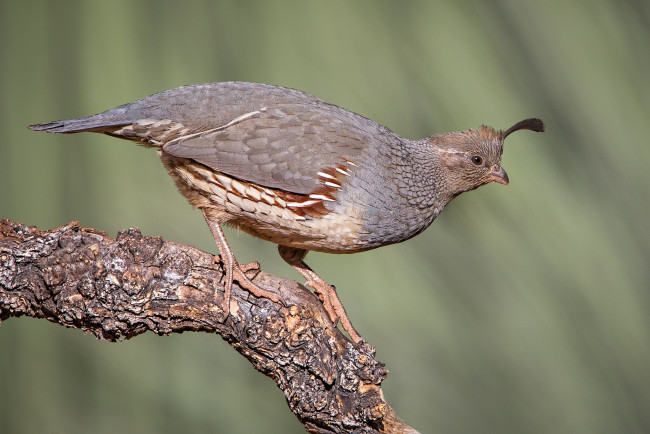 Обои картинки фото животные, птицы, птичка