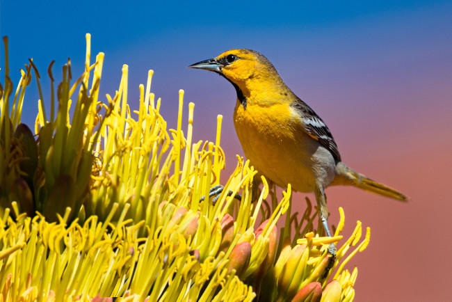 Обои картинки фото животные, птицы, птичка