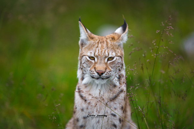 Обои картинки фото животные, рыси, трава, мордочка, взгляд, ушки, рысь