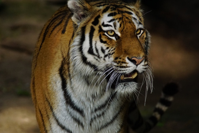 Обои картинки фото животные, тигры, отдых, кошка, амурский, тигр