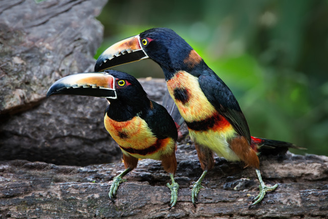 Обои картинки фото животные, туканы, птичка