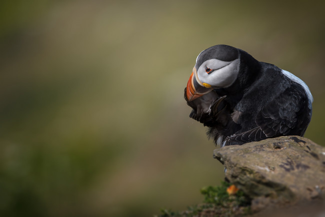 Обои картинки фото животные, тупики, окрас, птица, тупик