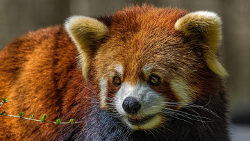 обоя животные, панды, малая, панда