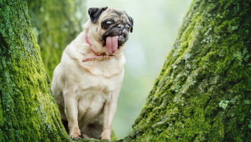 Картинка животные собаки мопс