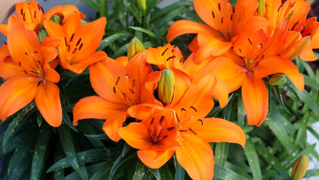 Картинка цветы лилии +лилейники оранжевые