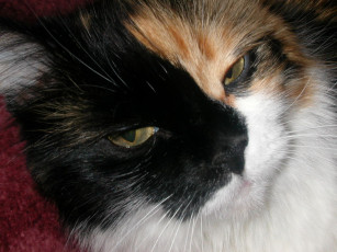 Картинка животные коты