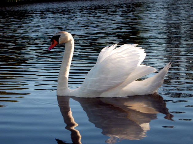 Обои картинки фото животные, лебеди