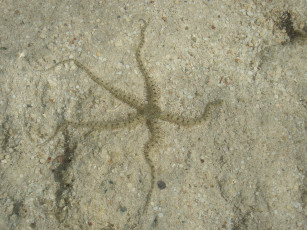 Картинка офиура животные морские звёзды