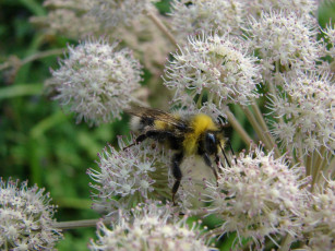 Картинка животные пчелы осы шмели