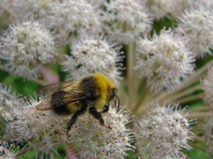 Картинка животные пчелы осы шмели