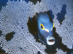 Картинка животные рыбы