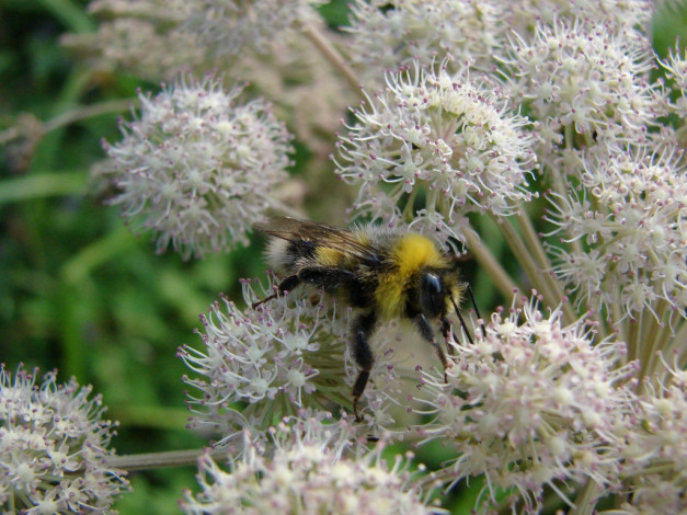 Обои картинки фото животные, пчелы, осы, шмели