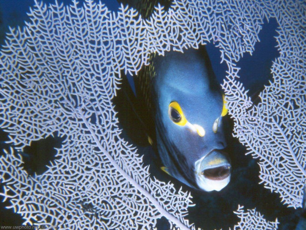 Обои картинки фото животные, рыбы